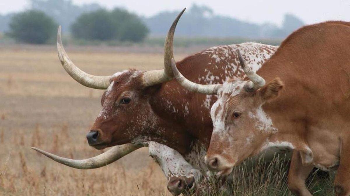 President Trump’s plan to import Argentine beef to drive down prices has cattle ranchers worried.