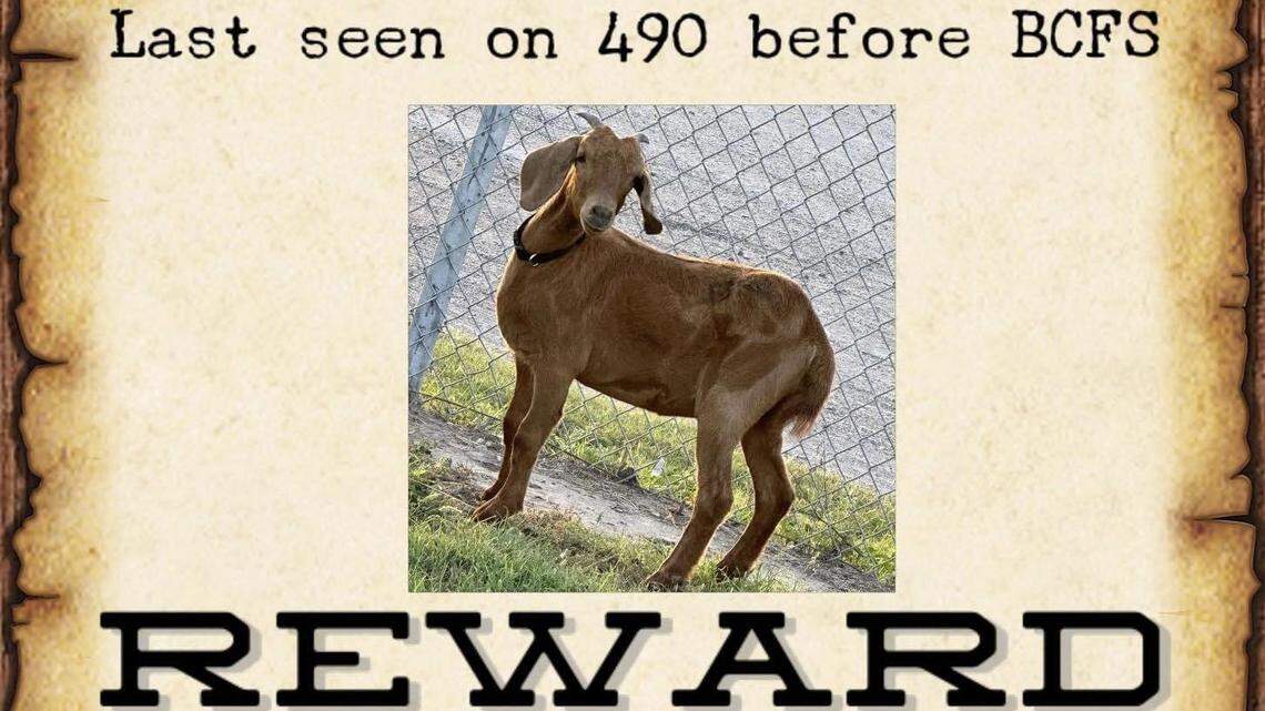 Residents of a small town in southern Texas are searching for a runaway rodeo goat named Willy — and whoever captures it will be rewarded with prizes donated from the town’s businesses.