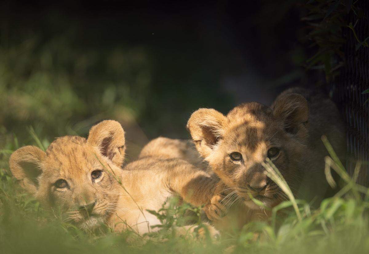 Siblings Imara, left, and Tamu at the Fort Worth Zoo. The lion cubs were born on June 29, 2025.