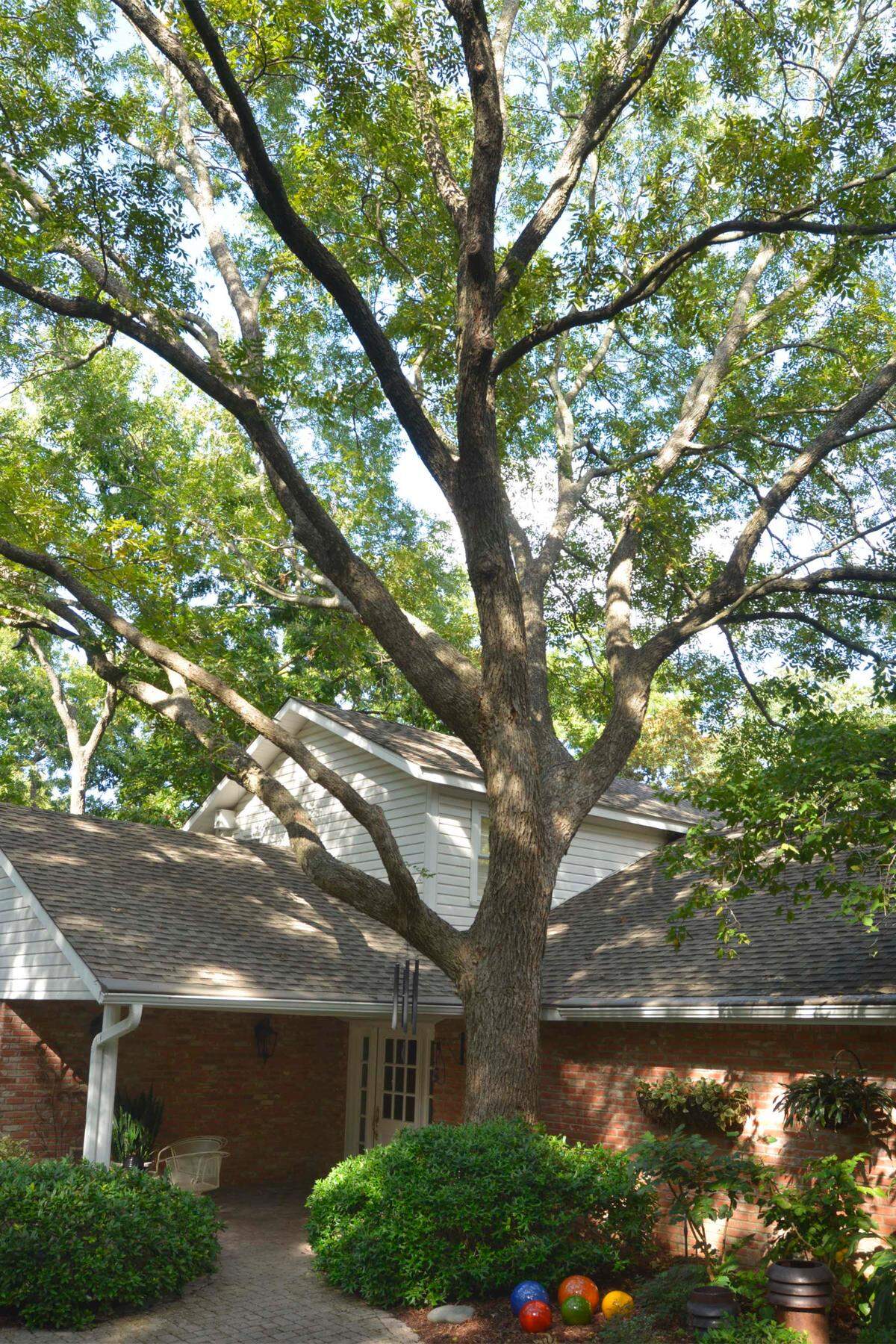 It’s difficult to calculate the value of this massive pecan to its surroundings.