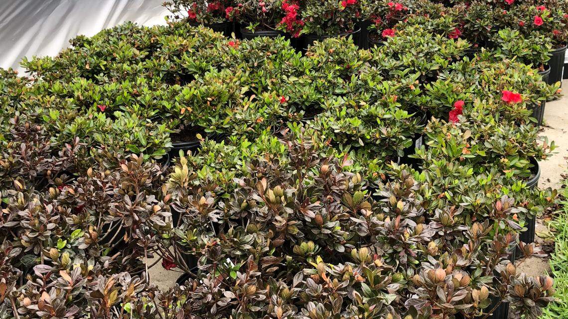 How to get the most from your North Texas nursery shopping experience