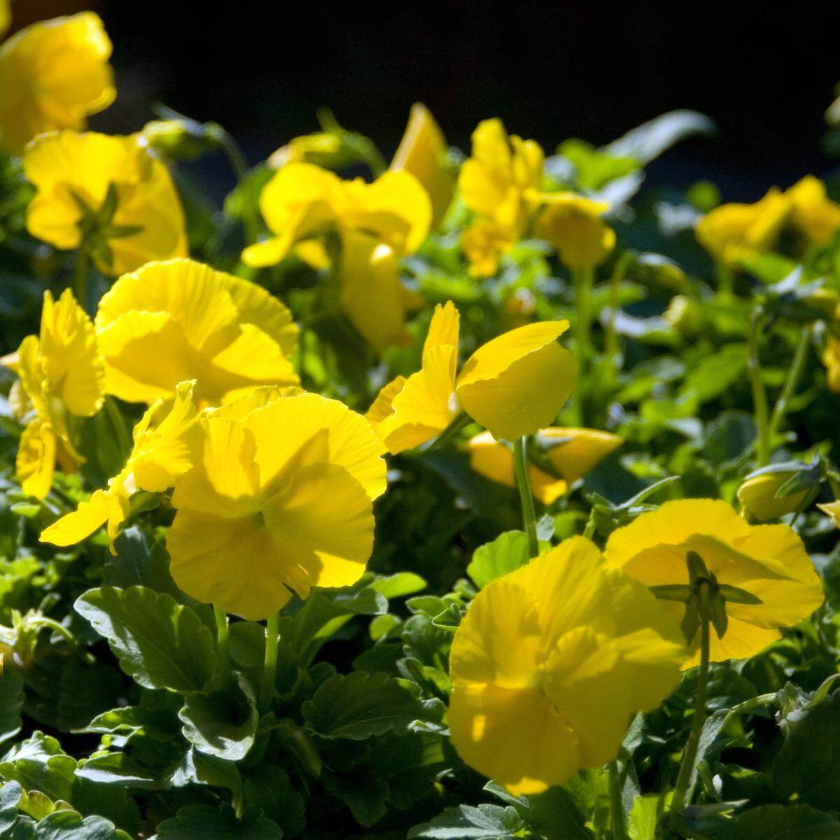 Pansies are our most cold-tolerant annuals in North Texas, and they’re great is decorative pots.