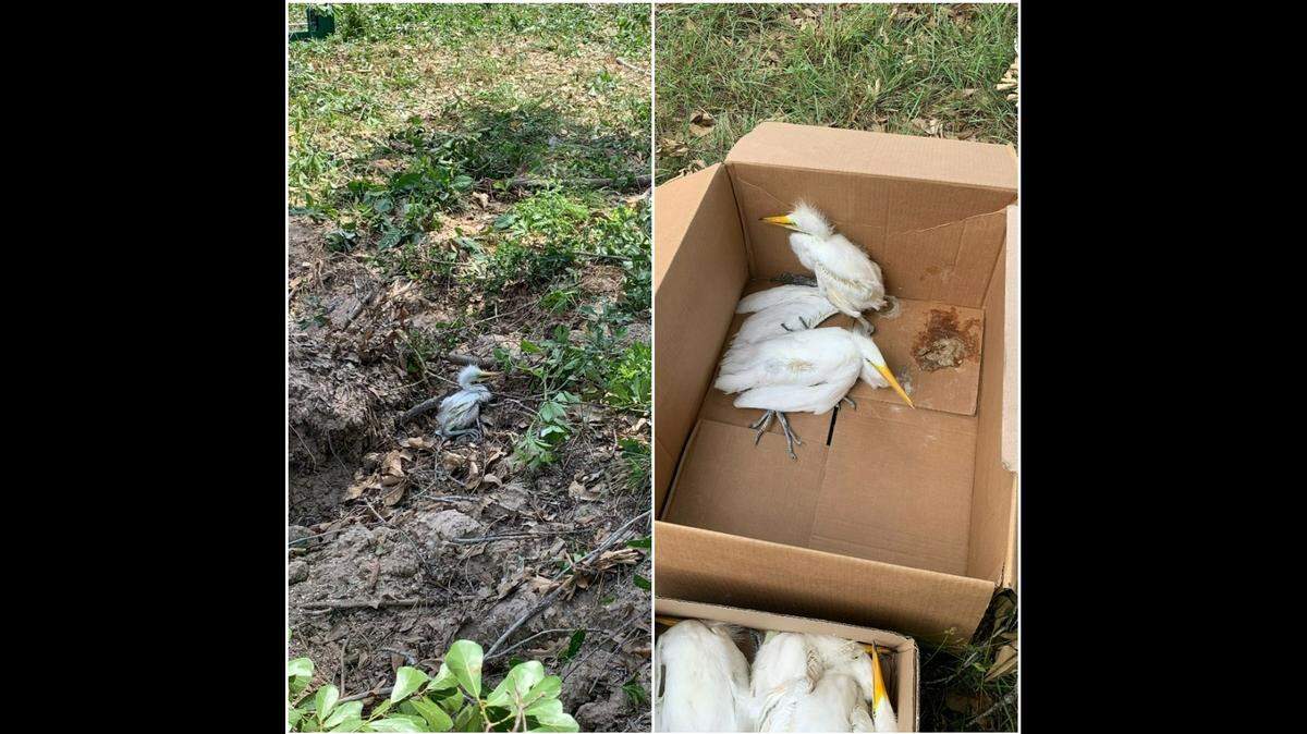 A tree trimming service is accused of causing the deaths of 84 egrets, after cutting down protected nests in a neighborhood in Cypress, Texas.
