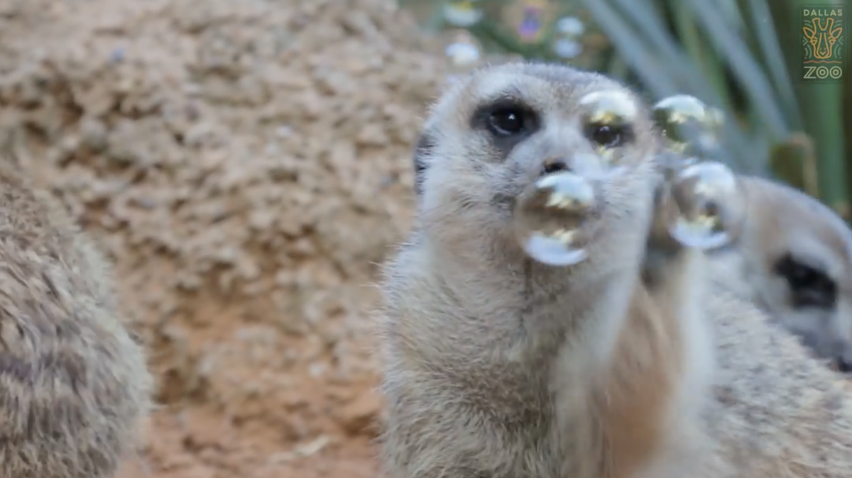The Dallas Zoo introduced its meerkats to bubbles and the result was absolutely adorable.