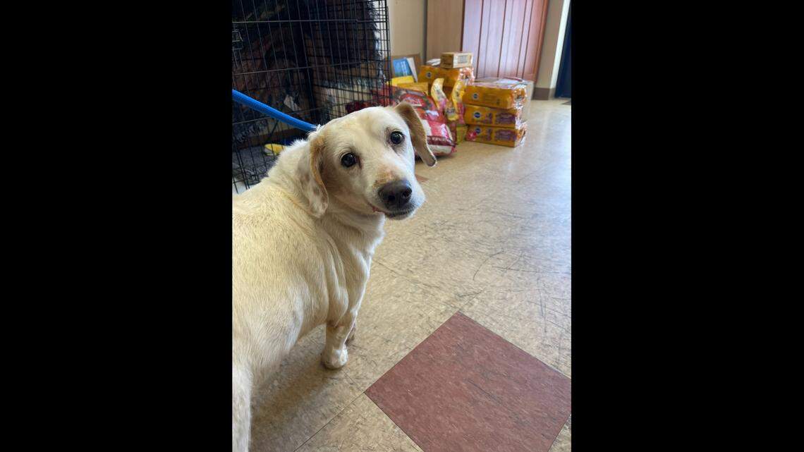 Butterscotch is feeling much better and is on the mend.