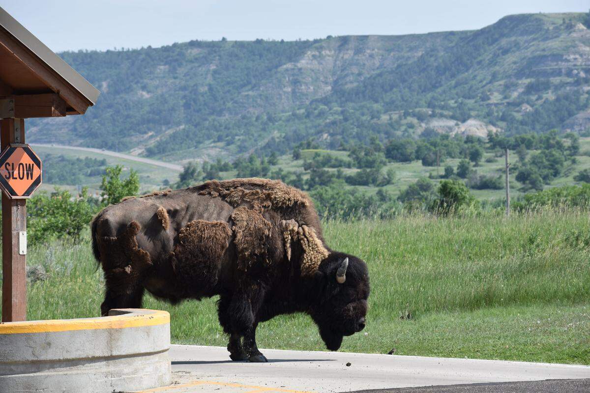 An American bison stands guard near the entrance gate at the north unit of Theodore Roosevelt National Park near Watford City, North Dakota.