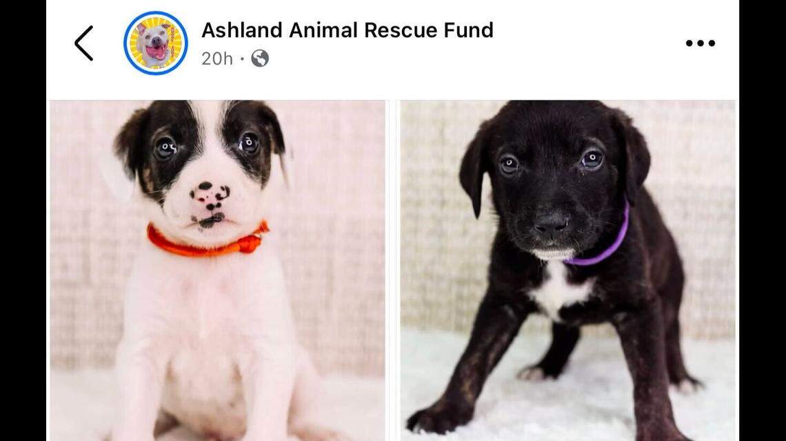 Two of the loving dogs as puppies.