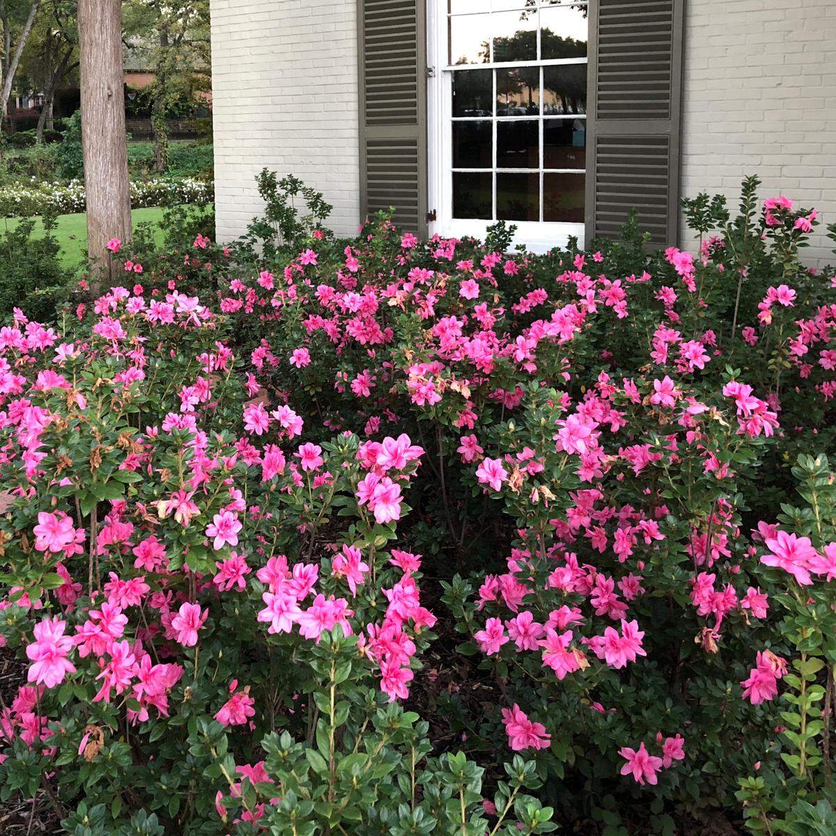 March is the time to get your landscape ready for the growing season. Prune azaleas after spring bloom.