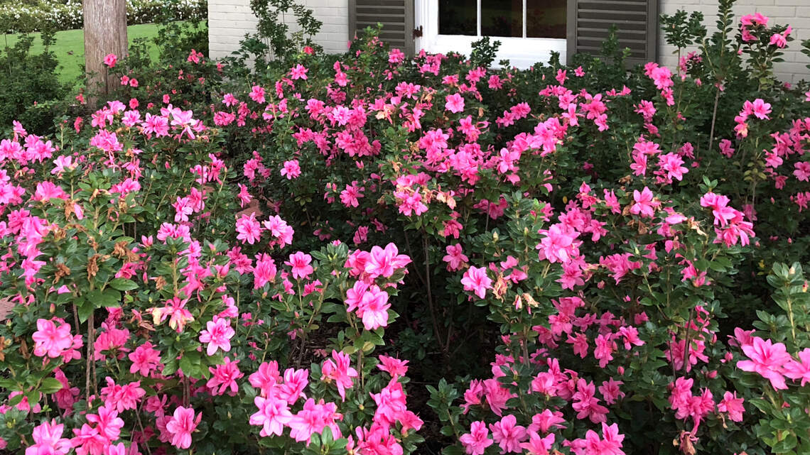 There’s lots to get done in your North Texas landscape. Here’s the list for March