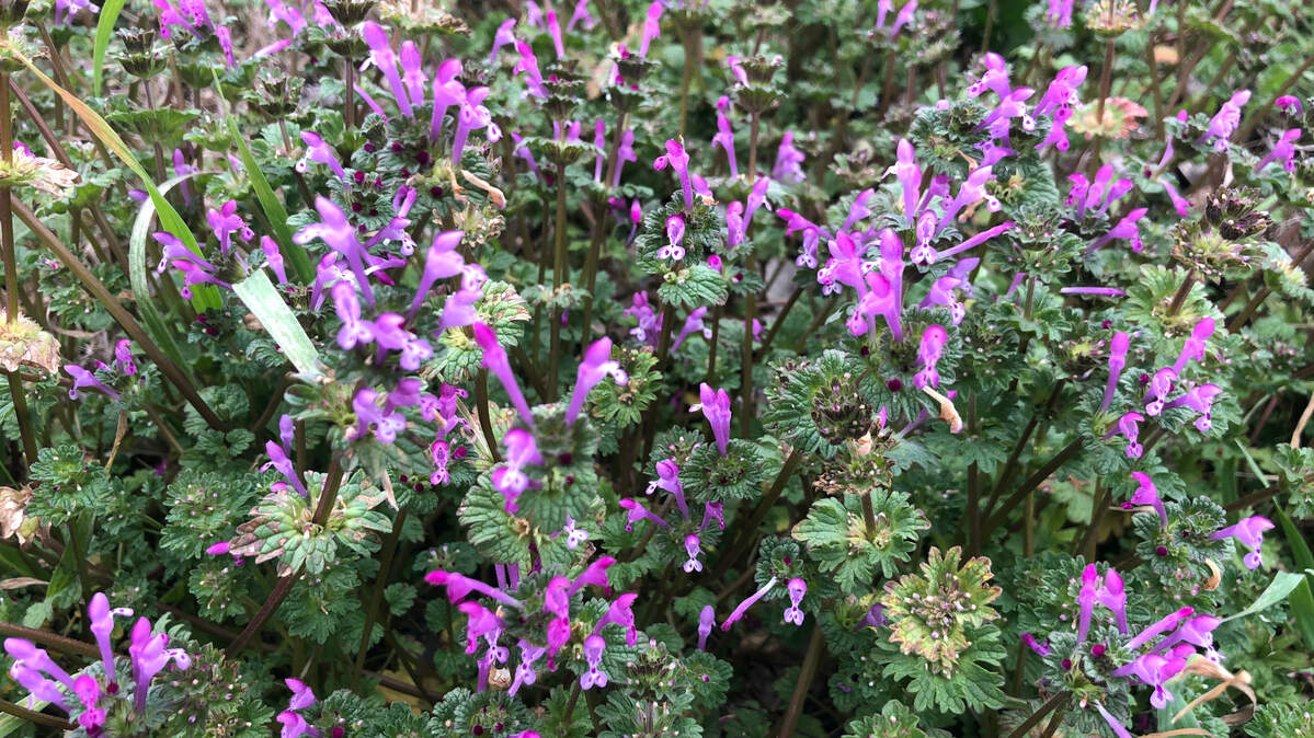 Henbit is among the first broadleafed weeds to start blooming in the spring. But you must control it in the fall with a pre-emergent product prior to germination.