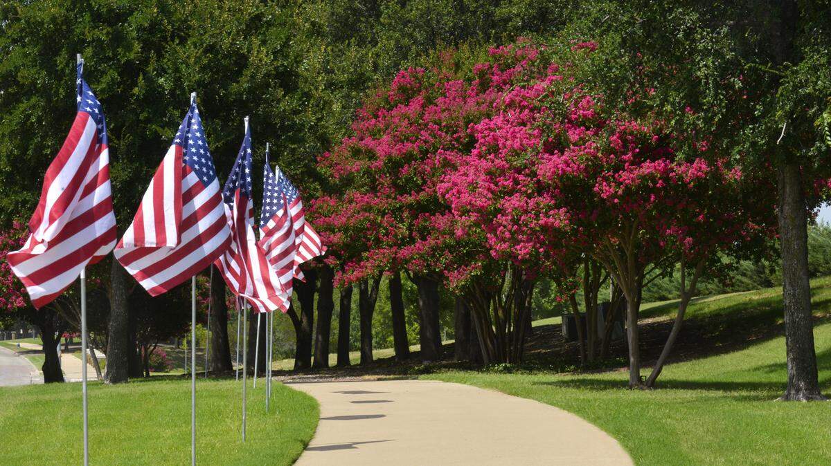 Given the proper care, crape myrtles will soon be beautiful.