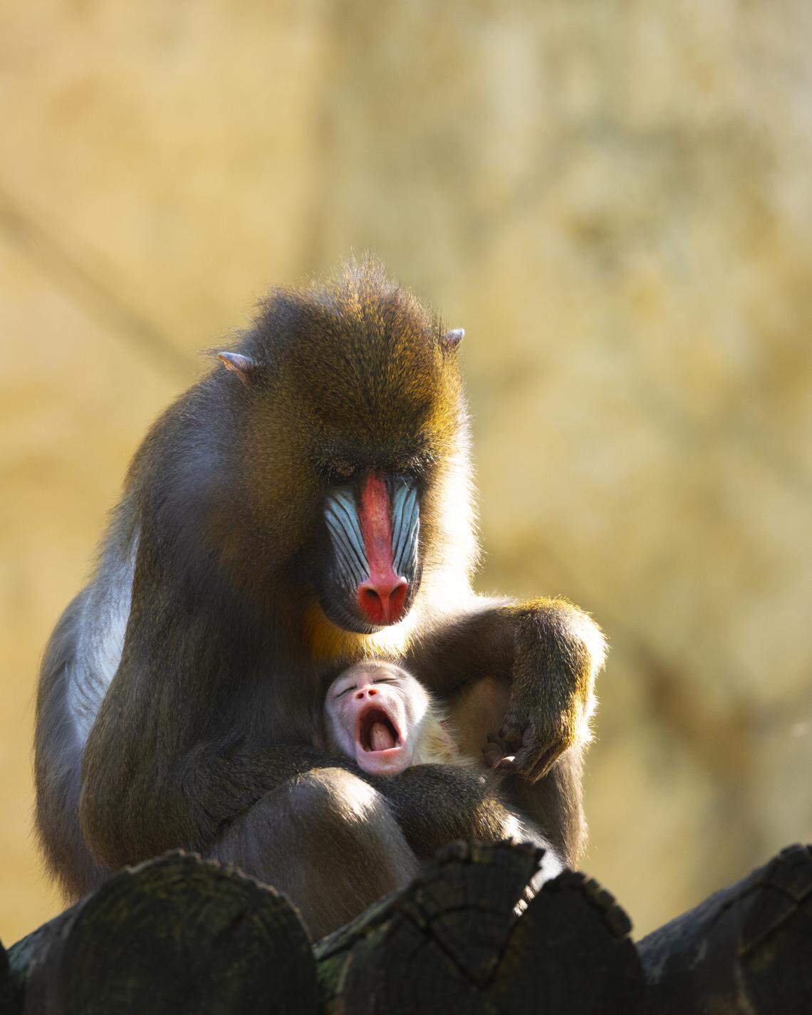 Baby mandrill Jasper is seen yawning at the Fort Worth Zoo.