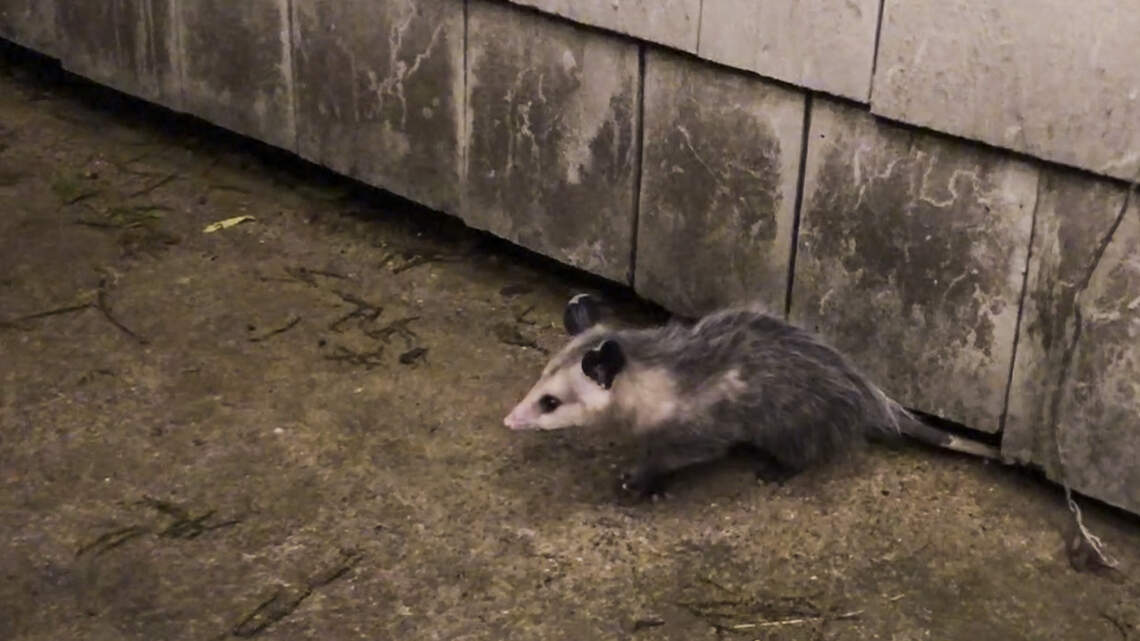 We left our workspaces because of coronavirus. Then Texas wildlife moved in