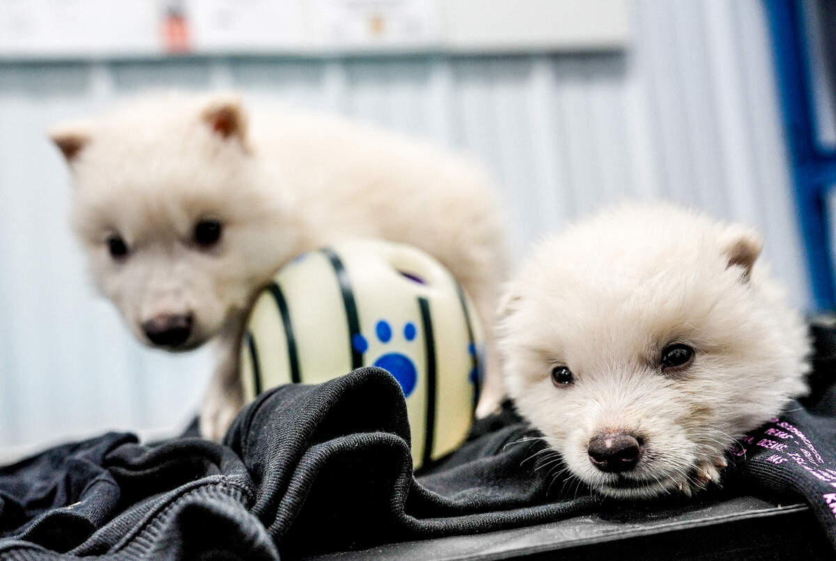 Picture of Colossal’s Dire Wolves; Romulus and Remus at age one months.