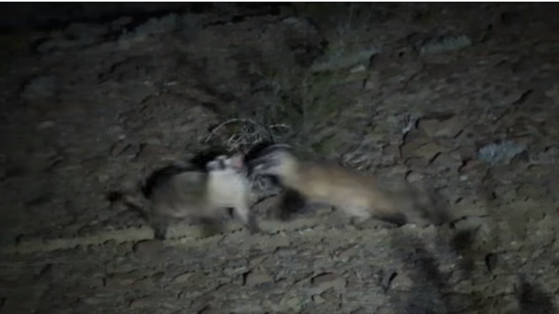 Tim McKenna and his wife woke up to strange, loud noises at their ranch near Big Bend National Park in Texas. They went outside and found two elusive predators fighting each other in the dark.