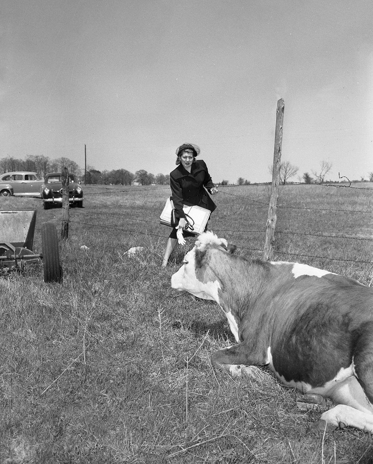 April 6, 1950: “Mrs. William R. Nichols of Grapevine, a rural census enumerator, finds barbed wire fences and forbidding-looking cows all in a day’s work as she trudges from a farm, taking the agricultural and population census in Tarrant County. She is one of 51 enumerators working in county, excluding Fort Worth.”