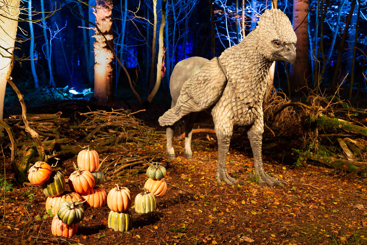 Little Elm Park will soon transform into the Forbidden Forrest for a “Harry Potter”-themed experience.