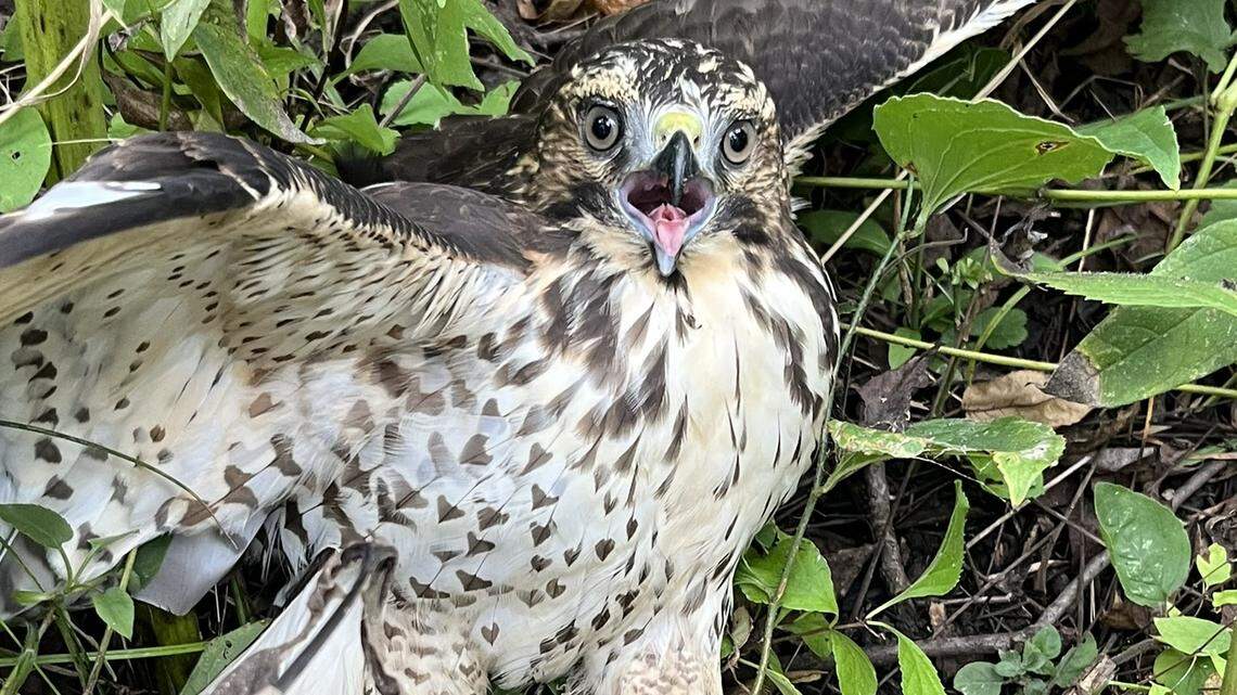 Turtle turns the tables on hawk looking for meal in Missouri. ‘Heroes in a half shell’