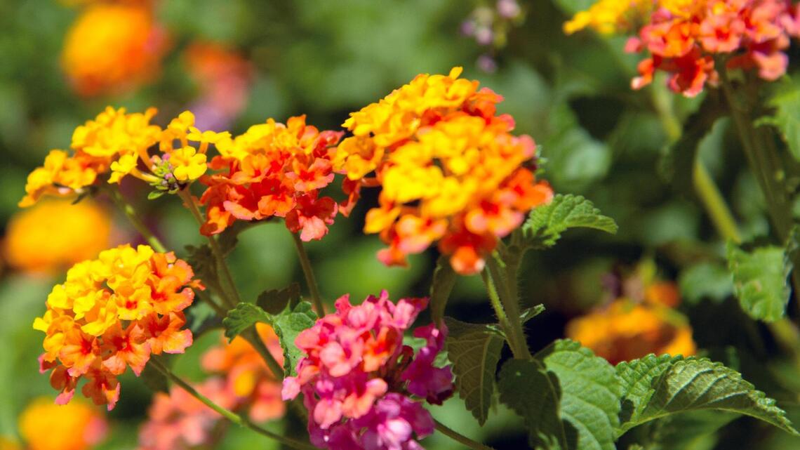 Spring season in North Texas means time to plant beautiful lantanas in the garden