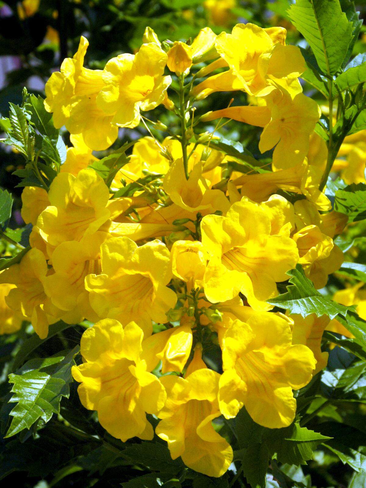 Gold Star esperanza is not winter-hardy outdoors in North Central Texas.