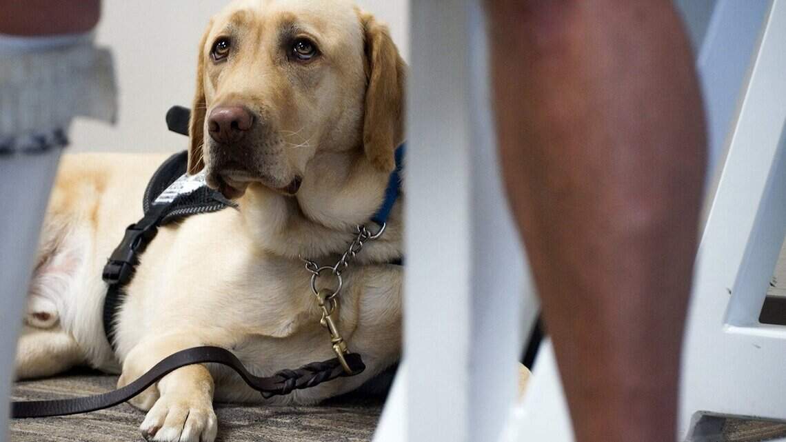 Emotional support dog bites flight attendant on plane from DFW