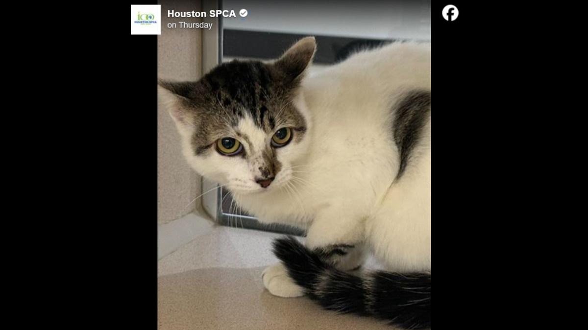 Edd is now ready for adoption after his rescue from a closed tanning salon, a Texas shelter says.
