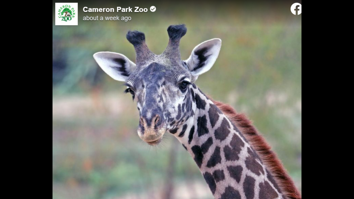 Baby giraffe dies three days after mother, Texas zoo says | Fort Worth ...