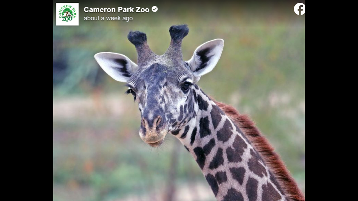 Penelope, a 10-year-old Masai giraffe and Zuri’s mother, died on July 19.