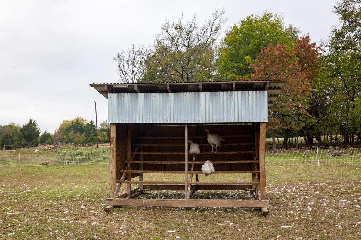 Turkeys rest inside of a shelter in their pen at Narrow Way Farms in Ivanhoe on Nov. 3, 2022.