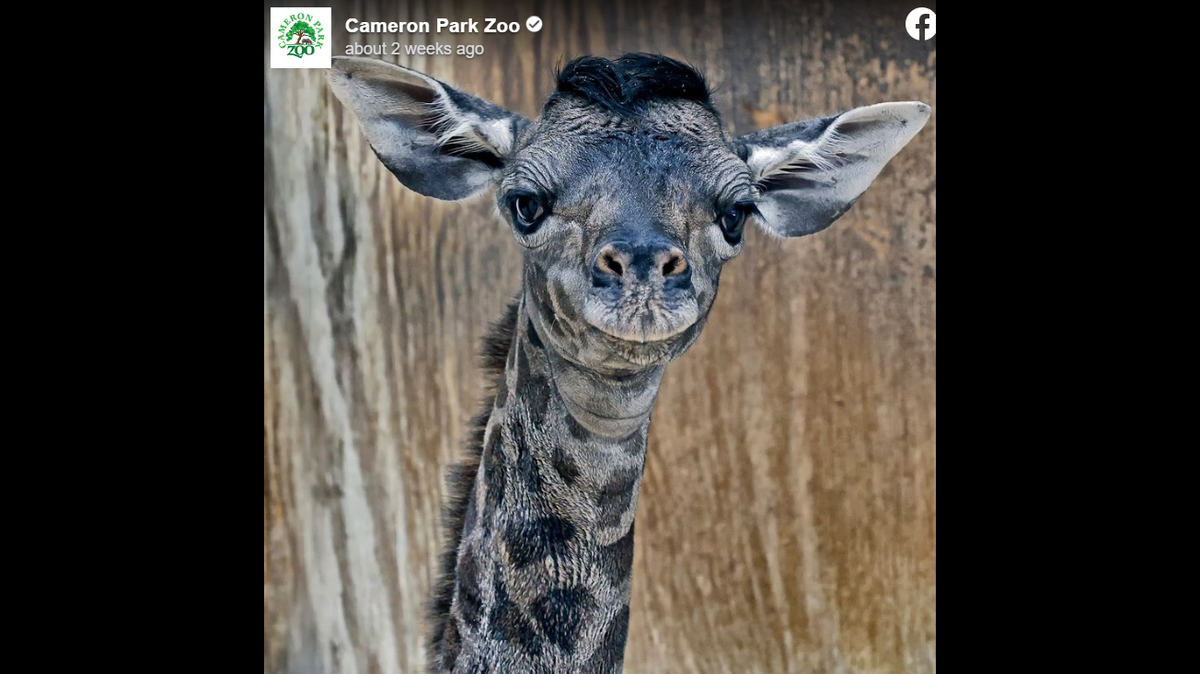 A 1-month-old baby giraffe, Zuri, died at a Texas zoo just three days after her mother.