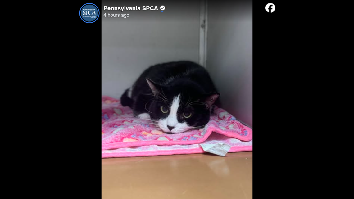 Sad cat ‘barely lifts her head’ after owner gave her up. She waits for new home