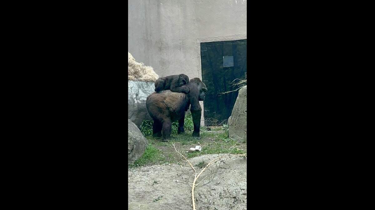 Jameela, the first gorilla born by Cesarean section at the Fort Worth Zoo, rides on the back of her surrogate mother, Freddy, at Cleveland Metroparks Zoo on May 13. Her Fort Worth keepers say it’s a dream come true to see the 2-year-old western lowland gorilla in a family unit.