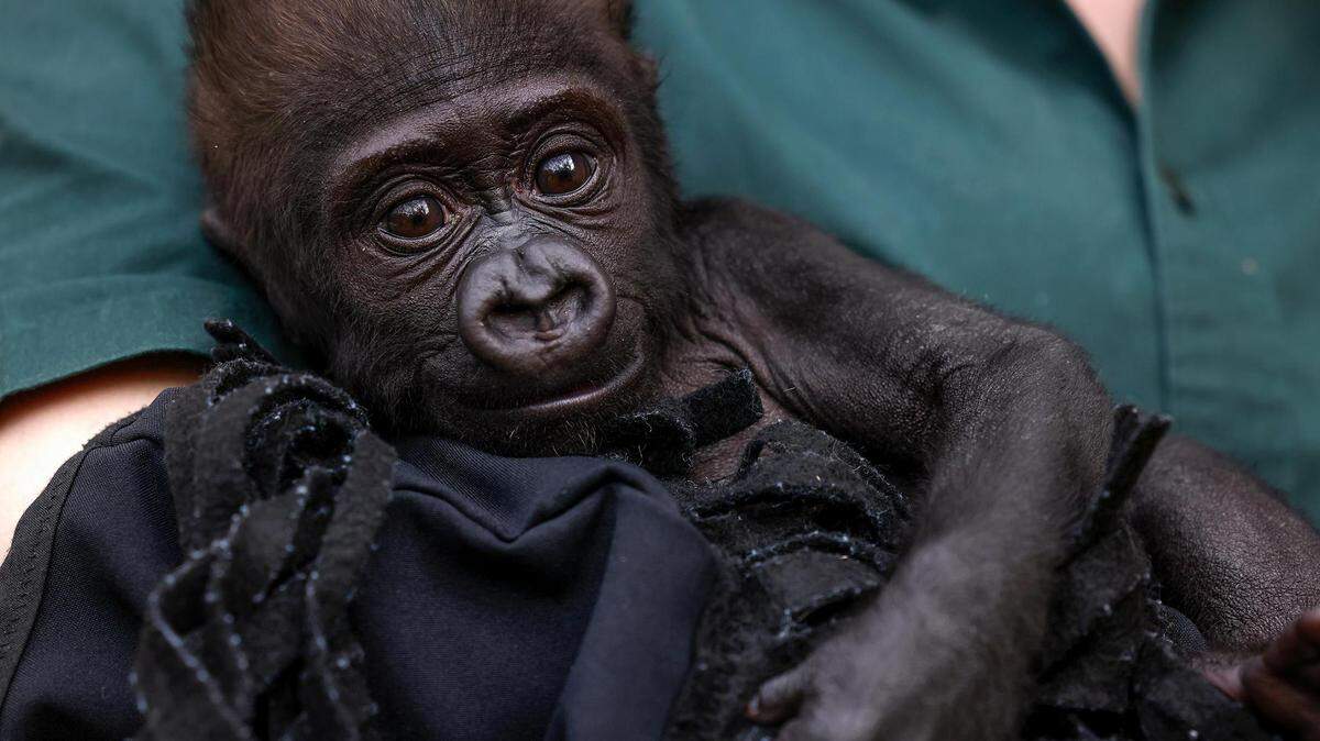 Fort Worth Zoo gorilla keeper Angie Holmes holds baby gorilla Jameela while caring for her on March 20, shortly before the infant was transferred to the Cleveland Metroparks Zoo. Keepers there say Jameela is bonding with a surrogate mother and slowly being integrated into the gorilla troop.