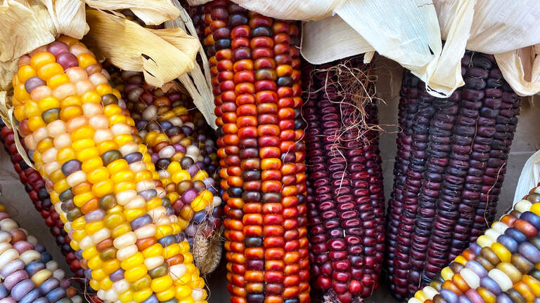 Indian corn again finds the spotlight. Here’s how to grow it in your North Texas garden