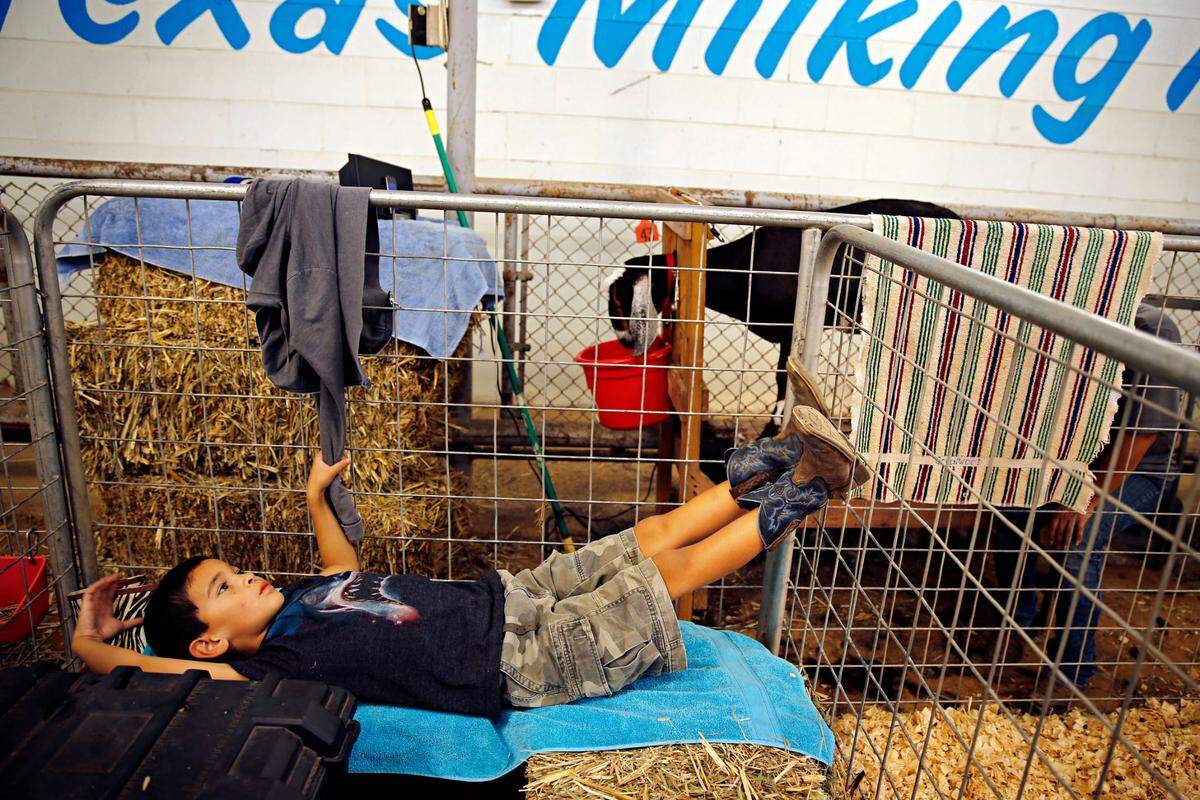 Sept. 26, 2014: Mason Greenwood of Flatonia, Texas, rests near dairy goats on opening day of the State Fair of Texas.