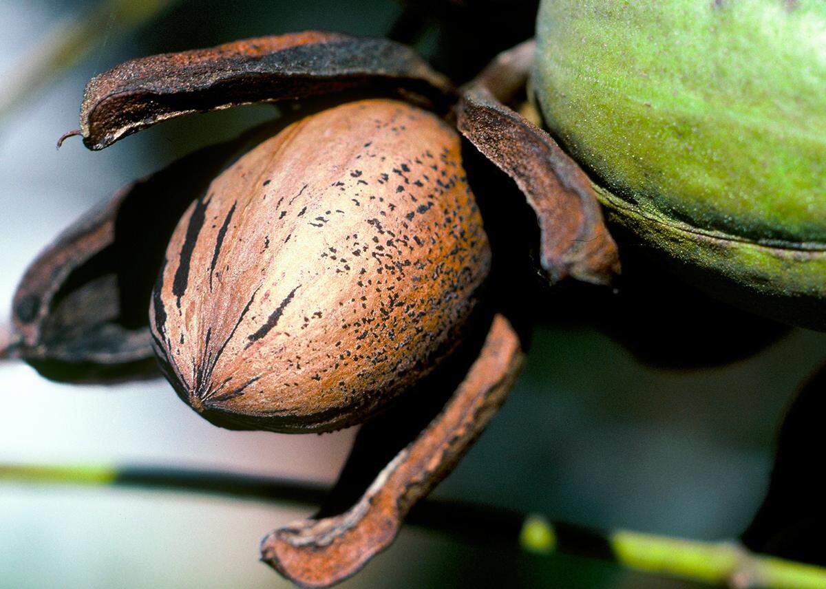 When pecans open around the fall or early winter, crows arrive to feast.