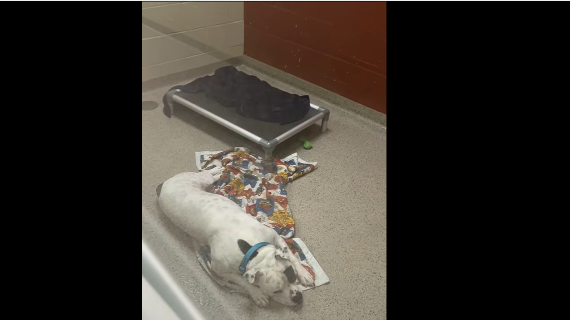 Sparky now just lays down in his kennel, watching the world pass him by.