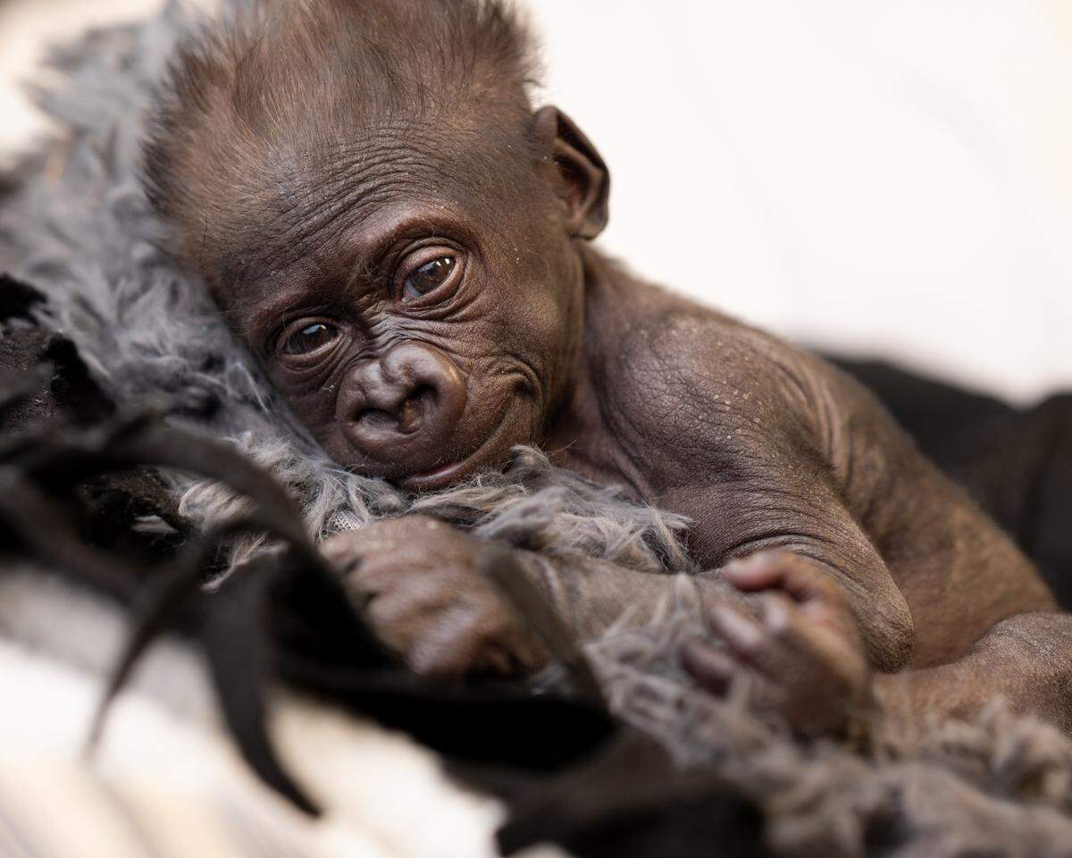 The Fort Worth Zoo announced the birth of Jameela, its third gorilla baby and the first to be born via Cesarean section at the zoo.