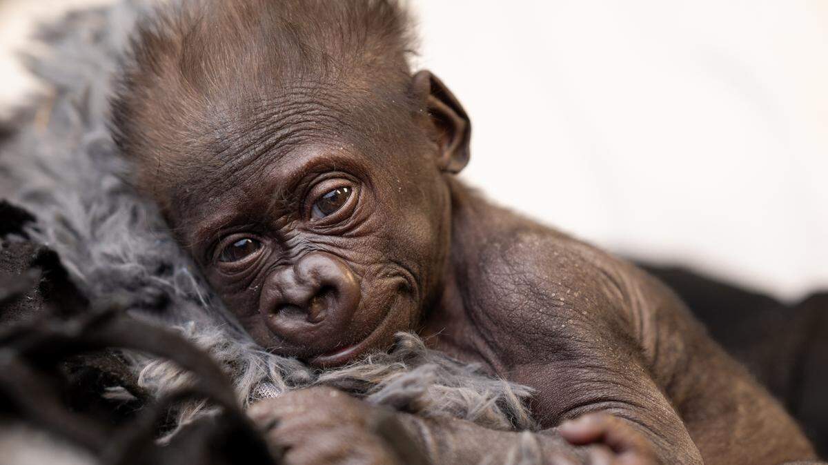 The Fort Worth Zoo announced the birth of Jameela, its third gorilla baby and the first to be born via Cesarean section at the zoo, in January. Jameela was later transferred to a zoo in Cleveland, where the staff says she's bonding with a new surrogate mom.