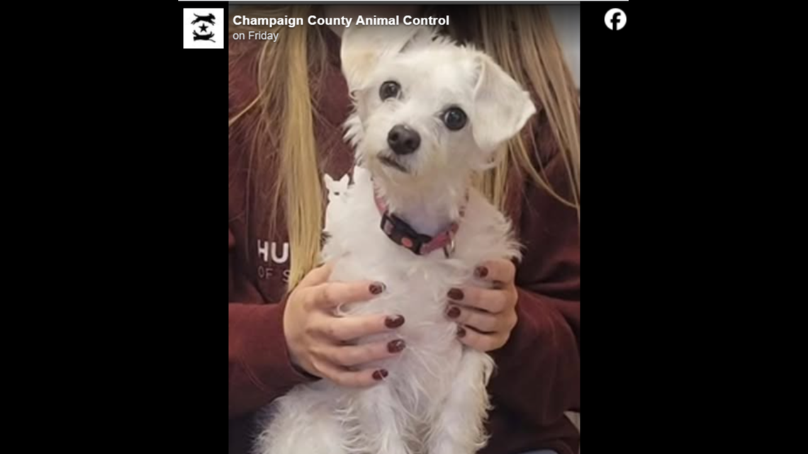 ‘Still in disbelief.’ Dog found in lonely place after going missing following adoption