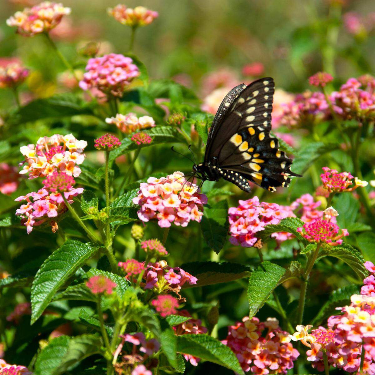 Black swallowtail on Pink Caprice lantana.