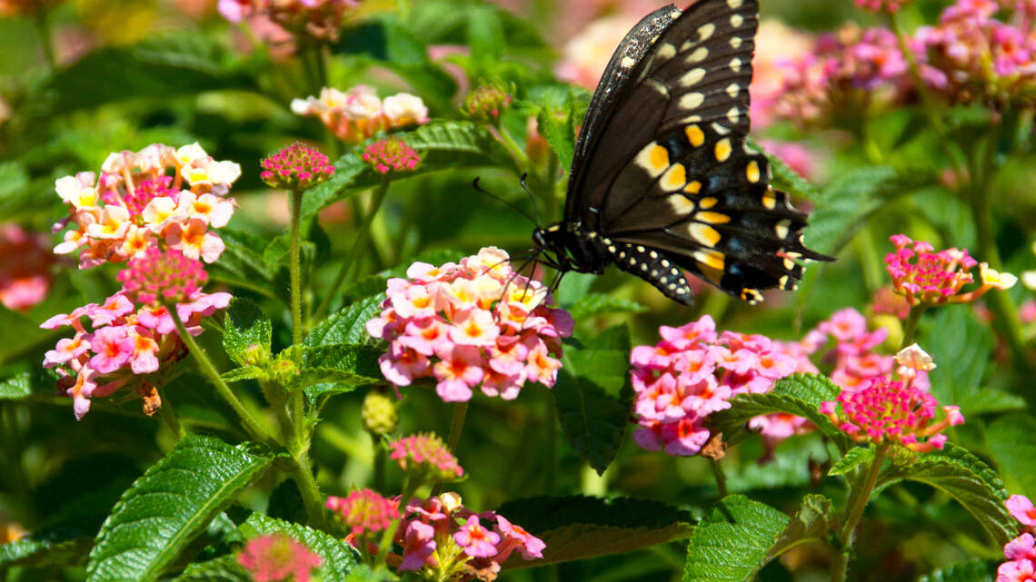 Try these plants to attract bees, birds, and butterflies to your North Texas garden