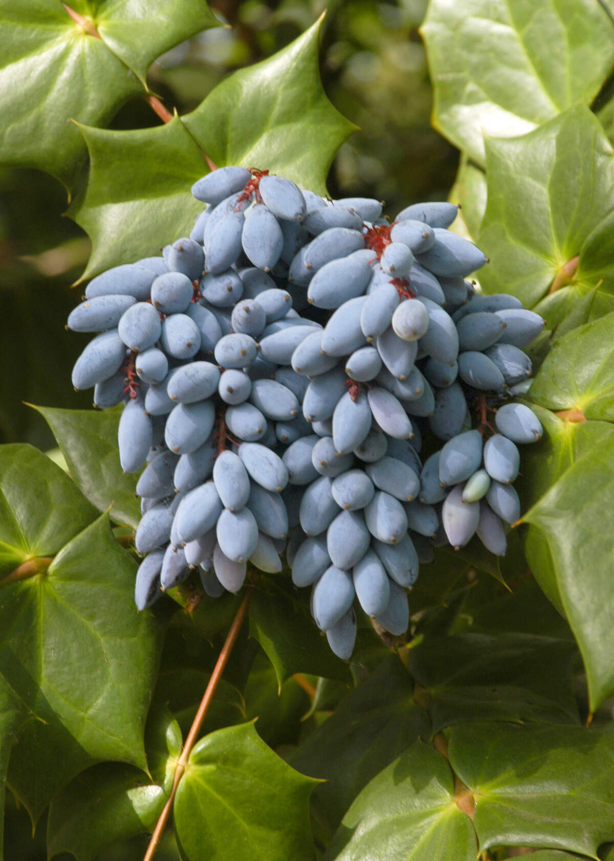 Clusters of purple berries.