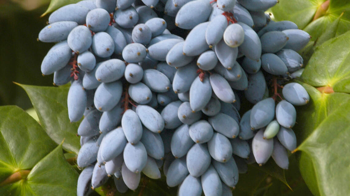 This tough and overlooked plant might be what you need in your North Texas landscape