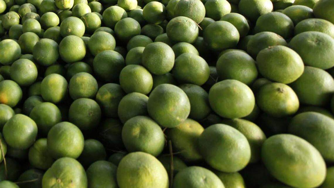 File photo of limes. A man was sentenced to federal prison after authorities say drugs were smuggled in a trailer holding a shipment of limes.