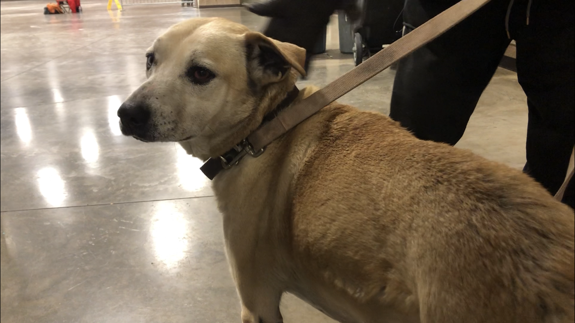 Wilow stands by her owner, Michael Wheatley, inside the Fort Worth Convention Center shelter. Dogs are allowed at the center, which provides overnight shelter for those without a home or without power.