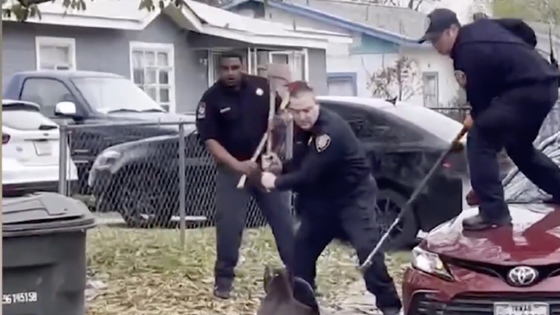 The two dogs that killed an 81-year-old man had a history of attacking others, including a man holding a baby, a Texas lawsuit says.