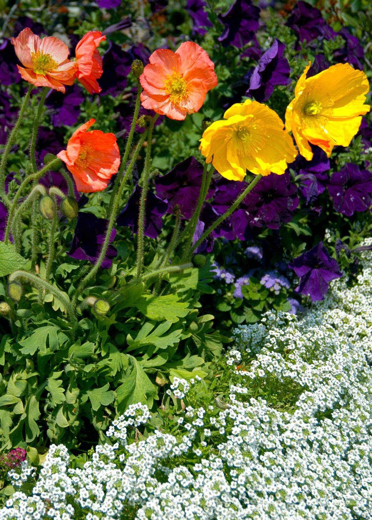 Iceland poppies and sweet alyssum can be planted now.