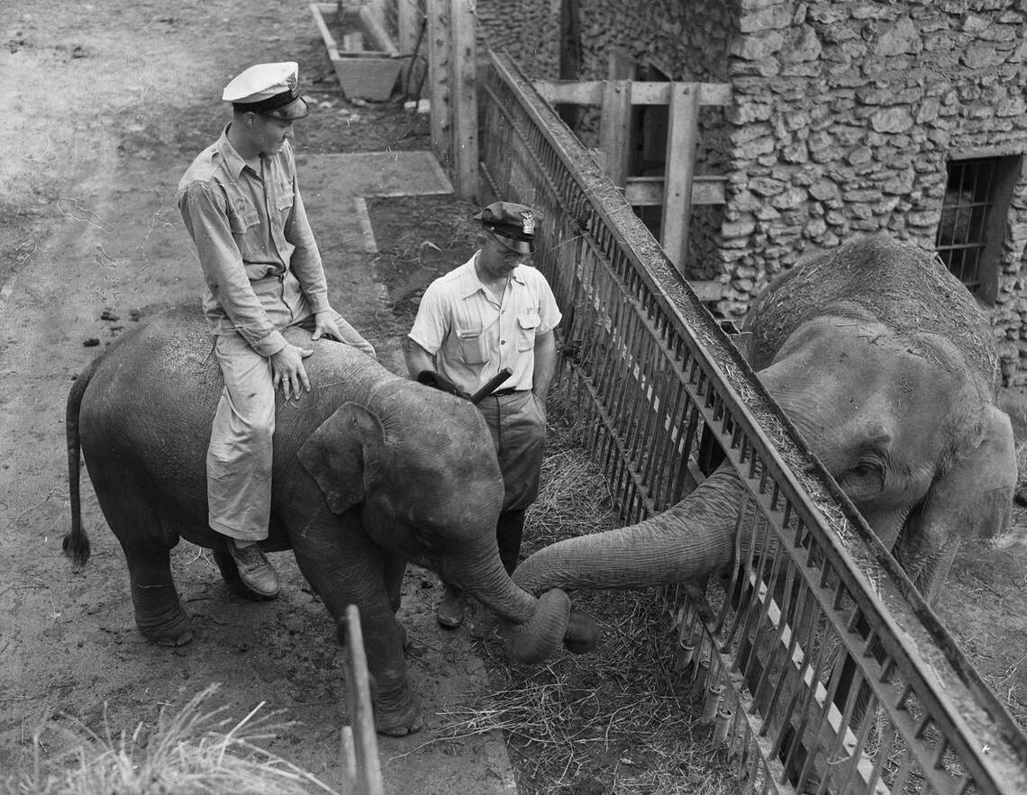 Historic archive photos of Fort Worth Zoo in the 1940s-1950s | Fort