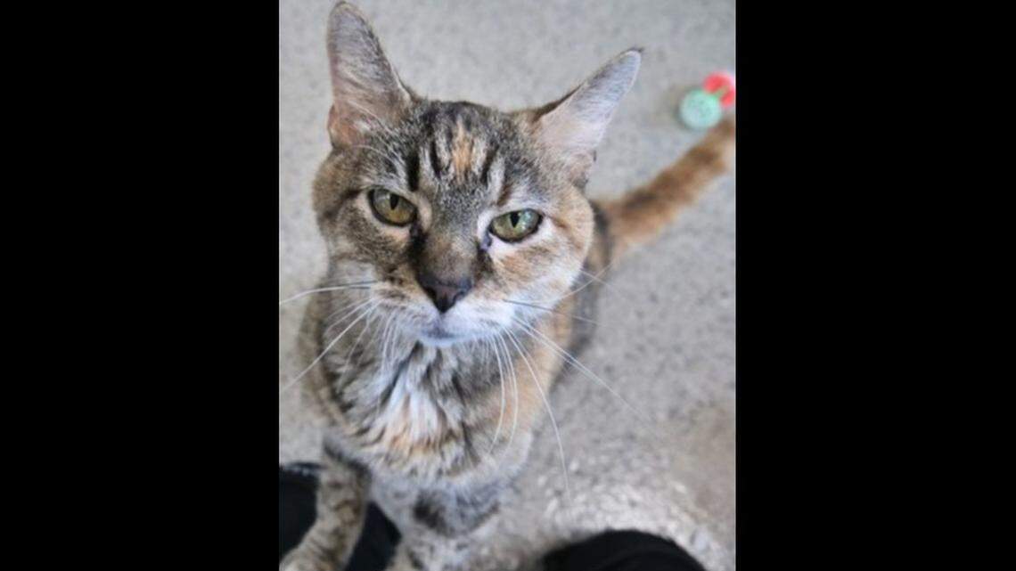 Amy would like all the pets, please and thank you.